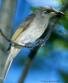 Brown Honeyeater - Photo copyright Trevor Quested