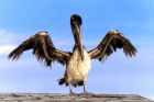 Brown Pelican - Photo copyright Peter Wallack
