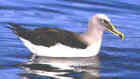 Buller's Albatross - Photo Courtesy of Oceanwings