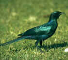 Burchell's Glossy Starling - Courtesy of Birdlife On-Line Magazine