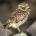 Burrowing Owl - Photo coyright Don DesJardin