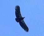 California Condor - Photo copyright Peter Weber