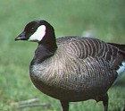 Cackling Canada Goose - Photo copyright Don Roberson