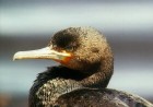 Cape Cormorant - THREATENED - Photo copyright Eric Van Poppel