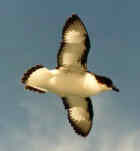 Cape Petrel - Photo copyright Ruud and Kitty Kampf