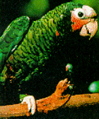 Cayman Parrot - National Bird of the Cayman Islands