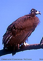 Cinereous Vulture - Photo copyright Ronald Saldino
