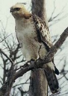 Changable (Crested) Hawk-Eagle - Photo copyright Eric Van Poppel