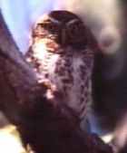 Cuban Pygmy-Owl - Photo copyright Raphael Sanchez