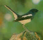 Doayle (Oriental Magpie Robin) - Bangladesh National Bird