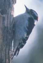 Downy Woodpecker - Photo copyright David Geale