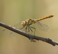 Dragonfly - Photo copyright Manuel Grosselet