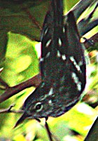 Elfin-woods Warbler - Photo copyright Rafy Rodriquez-Mojica
