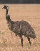 Emu - Photo copyright Stefan Tewinkel