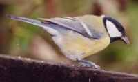 Great Tit - Photo copyright Eric Kleyheeg