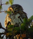 Eurasian Pygmy-Owl - Photo copyright Jean-Sébastien Rousseau-Piot