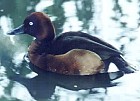 Ferruginous Pochard (Duck) - ENDANGERED - Photo copyright Paul and Helen Harris