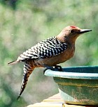 Gila Woodpecker - Photo copyright Bert Frenz