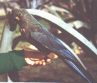 Glaucous Macaw - Photo copyright Ricardo Gagliardi