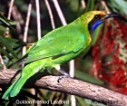 Golden-fronted Leafbird - Photo copyright Ronald Saldino
