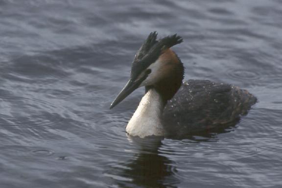 Great Crested Grebe - Photo copyright Hans Martens
