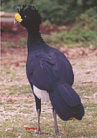 Great Curassow - Photo copyright Marcus Martin