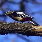 Great Spotted Woodpecker - Photo copyright Tetsu Sato