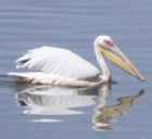 Great White Pelican - Photo copyright Allen Chartier