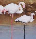 Greater and Lesser Flamingos - Photo copyright Cliff Buckton