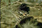 Greater Roadrunner - New Mexico State Bird - Photo by Don Baccus