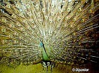 Green Peafowl - ENDANGERED - Photo copyright Dipanker Ghose