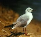 Grey-headed Gull - Photo copyright Eric Van Poppel