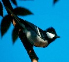 Grey Tit - Photo copyright Clement Francis and Vijaykumar Thondaman