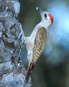 Grey Woodpecker - Photo copyright Nigel Blake