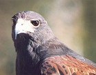 Harris's Hawk - Photo copyright Pat Goltz