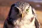Hawk Owl - Photo copyright Frode Falkenberg