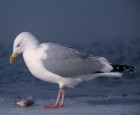 Herring Gull - Photo copyright Robert Royse