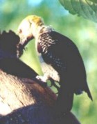 Hoffmann's Woodpecker - Photo copyright Jean Coronel