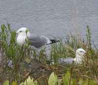 Nesting Mew Gulls