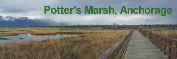 Potter's Marsh, Anchorage