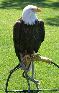 Bald Eagle - Photo copyright Tina MacDonald