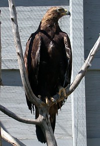 Ferruginous Hawk - Photo copyright Tina MacDonald