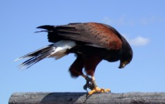 Harris's Hawk - Photo copyright Tina MacDonald