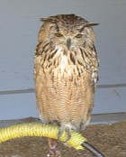 Long-eared Owl - Photo copyright Tina MacDonald