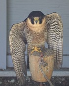Peregrine Falcon - Photo copyright Tina MacDonald