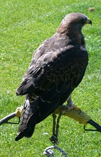 Red-tailed Hawk - Photo copyright Tina MacDonald