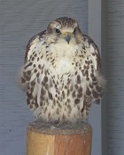 Saker Falcon - Photo coyright Tina MacDonald