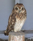 Short-eared Owl - Photo copuright Tina MacDonald
