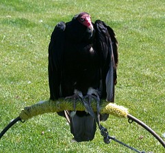 Turkey Vulture - Photo copyright Tina MacDonald