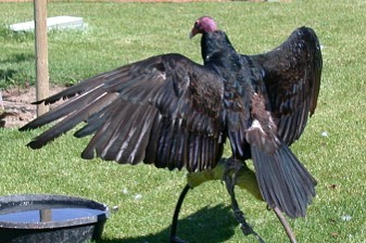 Turkey Vulture - Photo copyright Tina MacDonald